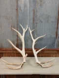 17.8 lbs Elk Antler Cuts