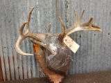 2 Whitetail Racks On Plaques