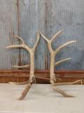 17.8 lbs Elk Antler Cuts