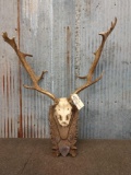 BIG Fallow Deer Antlers On Plaque