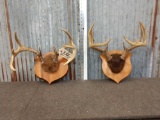 2 Sets Of Whitetail Antlers On Plaque