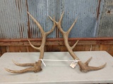 Nice 6x6 Elk Shed Antlers