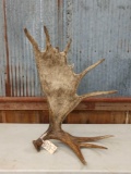 Self Standing Moose Antler Paddle