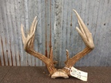 Main Frame 4x5 Wild Minnesota Whitetail Antlers On Skull Plate