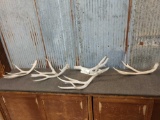 Group Of 5 Mule Deer Shed Antlers