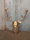 Fallow Deer Antlers On Skull