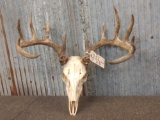 6x7 Whitetail Antlers On Skull