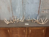 8 lbs Of Whitetail Shed Antlers