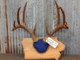 160 Class 5x5 Whitetail Antlers On Plaque