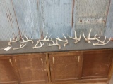 7.6 lbs Of Whitetail Shed Antlers