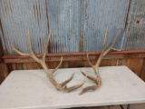 16 lbs Elk Antler Cuts