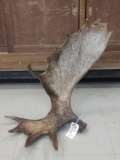 Nice Self Standing Moose Shed