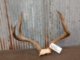 Big 6x4 Mule Deer Antlers On Skull Plate