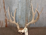 Cool 5x5 Mule Deer Antlers On Skull Plate