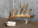 6 Point Whitetail Shed Antler