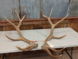 6x6 Elk Antlers