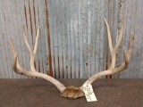 4x4 Mule Deer Antlers On Skull Plate