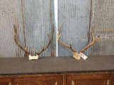 2 Smaller Sets Of Elk Antlers On Skull Plate