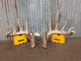 Big Heavy mass 6x6 Whitetail Shed Antlers