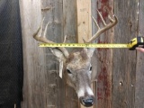 Nice 5x5 Whitetail Shoulder mount taxidermy