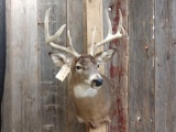 4x4 Whitetail Shoulder Mount Taxidermy