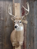 5x5 Whitetail Taxidermy Mount