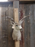 4x4 Mule Deer Taxidermy Mount