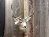 Nice 4x4 Mule Deer shoulder mount Taxidermy