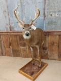 4x4 Whitetail Half Body Taxidermy Mount