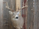 5x5 Whitetail Taxidermy Mount