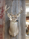 4x4 Whitetail Shoulder Mount Taxidermy