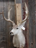 4x4 Mule Deer Taxidermy Mount