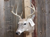4x4 Whitetail Taxidermy Mount