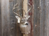 Main Frame 4x4 Whitetail Shoulder Mount Taxidermy