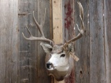 Nice 5x5 Mule Deer Taxidermy Mount