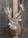 High 200 Class Whitetail Shoulder Mount Taxidermy