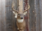 Main Frame 4x5 Whitetail Shoulder Mount Taxidermy