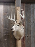 4x5 Whitetail Taxidermy Mount