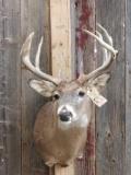 Nice 4x4 Whitetail Shoulder Mount Taxidermy