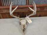 4x4 Whitetail Antlers On Skull