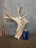 Heavy mass Whitetail Shed Antler