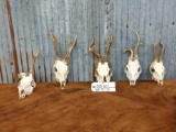 5 Roe Deer Skulls Nontypical Antlers