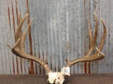 NICE 6x5 Mule Deer Antlers On Skull Plate