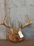 4x5 Whitetail Antlers On Plaque