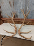12.4 lbs Elk Antler Cuts
