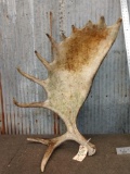 Nice Self Standing Moose Shed