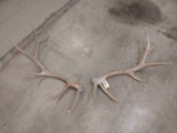 6x6 Elk Shed Antlers