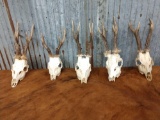 5 Roe Deer Skulls Antlers