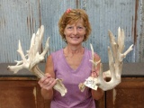 Main Frame 5x5 Whitetail Shed Antlers