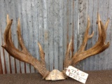 Big Palmated Whitetail Antlers On Skull Plate